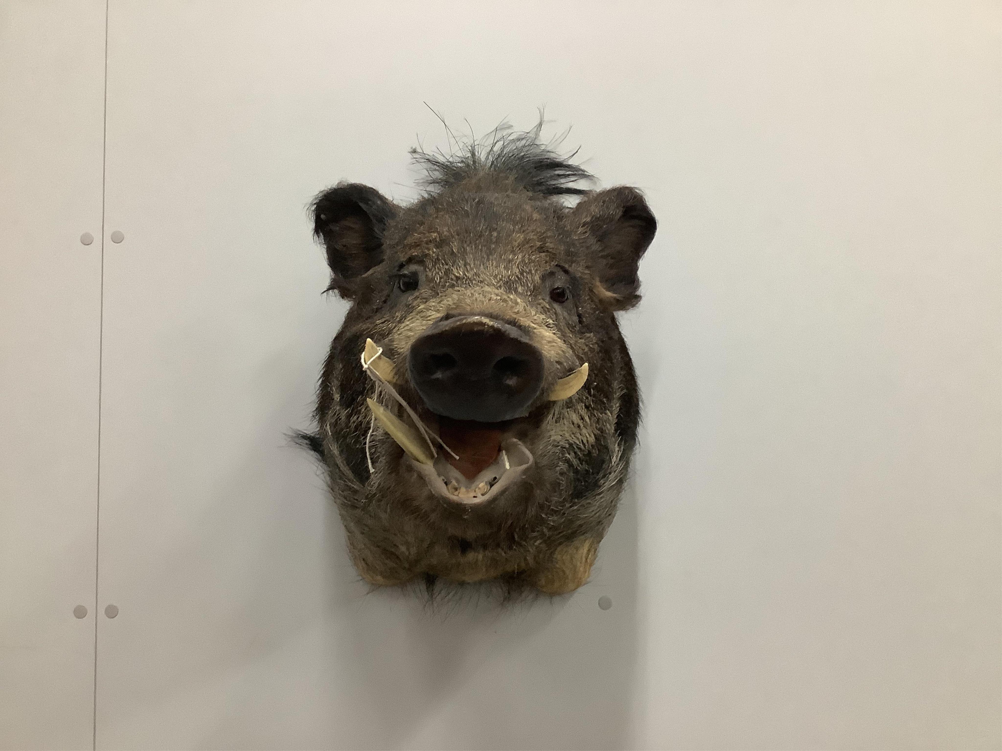 A taxidermy wall mounted boar's head, height 48cm. Condition - fair